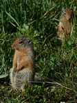 Ground Squirrels
